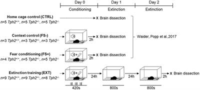 Serotonin Deficiency Increases Context-Dependent Fear Learning Through Modulation of Hippocampal Activity